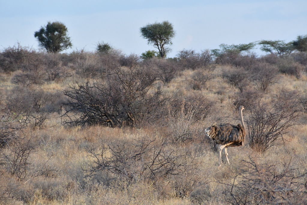 Samburu Nat. Resserve